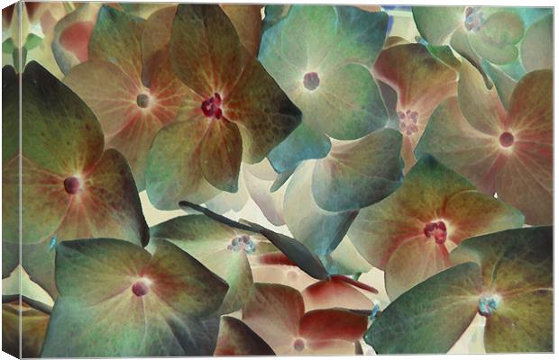 hydrangea dreams 2 Canvas Print by Heather Newton