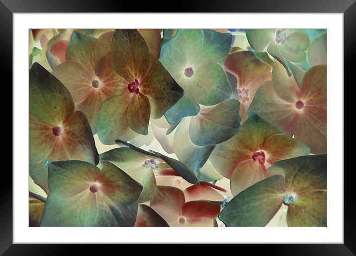 hydrangea dreams 2 Framed Mounted Print by Heather Newton