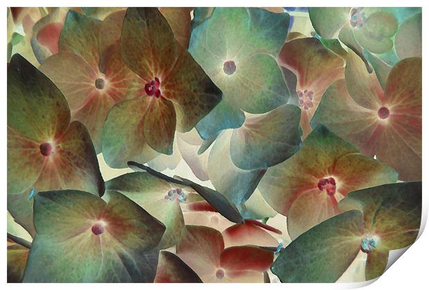 hydrangea dreams 2 Print by Heather Newton
