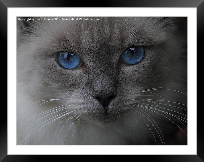 Blue Eyes Framed Mounted Print by Steve Adams