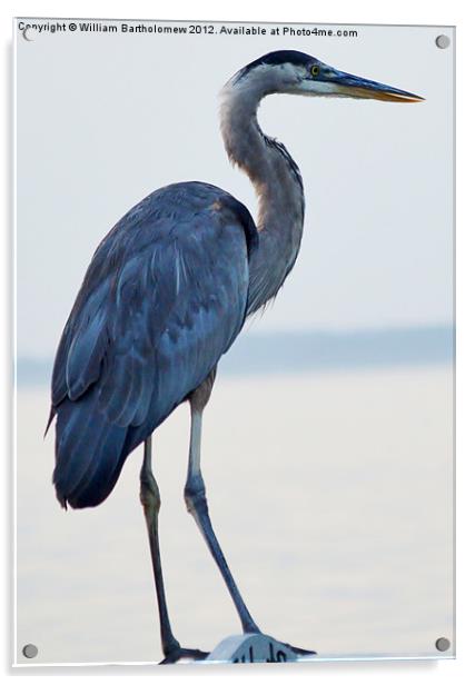Blue Heron Acrylic by Beach Bum Pics