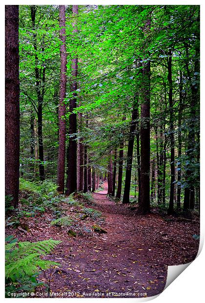 Forest Walk Print by Colin Metcalf