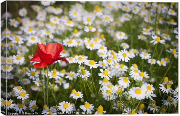 Poppy and Daisies Canvas Print by Danny Callcut