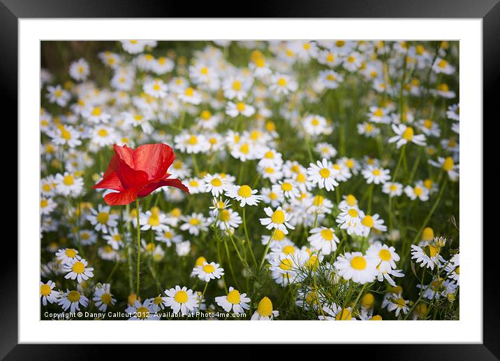 Poppy and Daisies Framed Mounted Print by Danny Callcut
