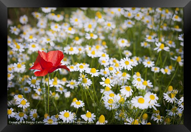 Poppy and Daisies Framed Print by Danny Callcut