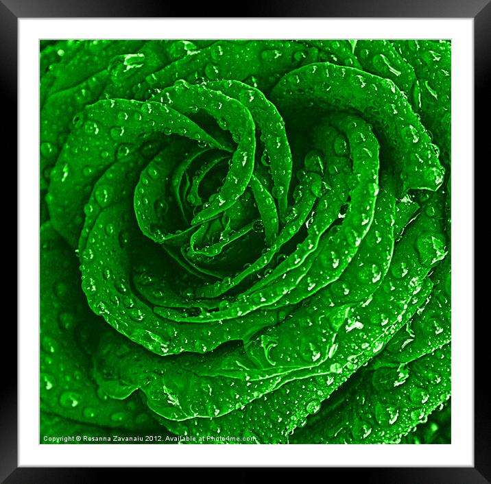 Green Rose Raindrops. Framed Mounted Print by Rosanna Zavanaiu