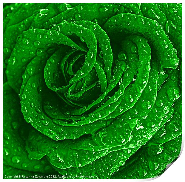 Green Rose Raindrops. Print by Rosanna Zavanaiu