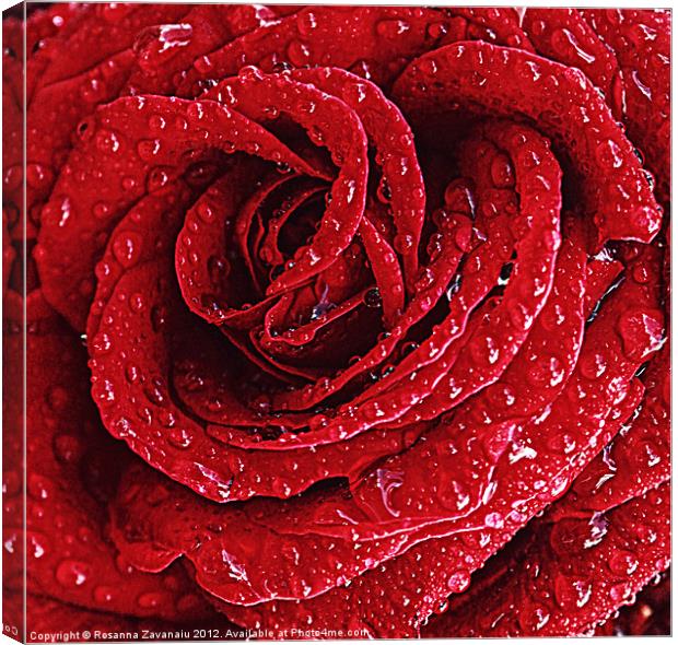 Red Rose Raindrops. Canvas Print by Rosanna Zavanaiu