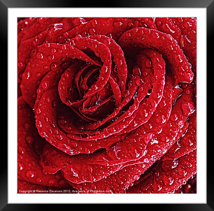Red Rose Raindrops. Framed Mounted Print by Rosanna Zavanaiu