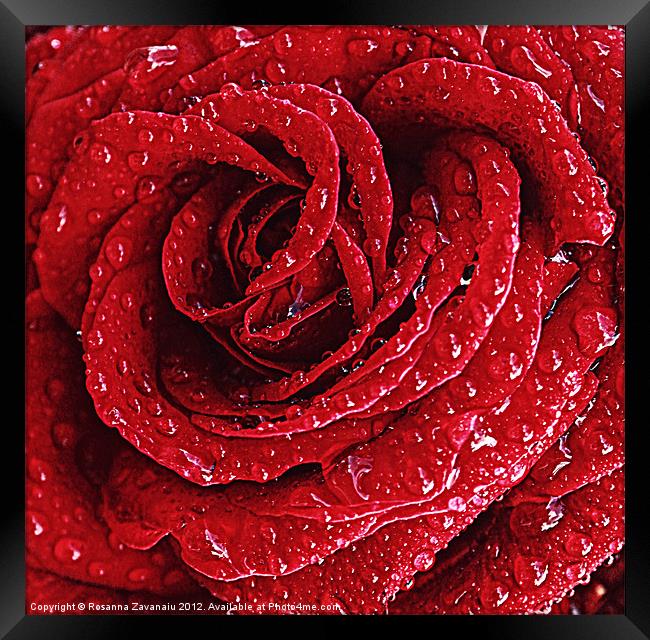 Red Rose Raindrops. Framed Print by Rosanna Zavanaiu