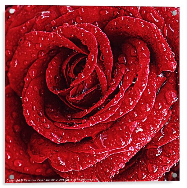 Red Rose Raindrops. Acrylic by Rosanna Zavanaiu
