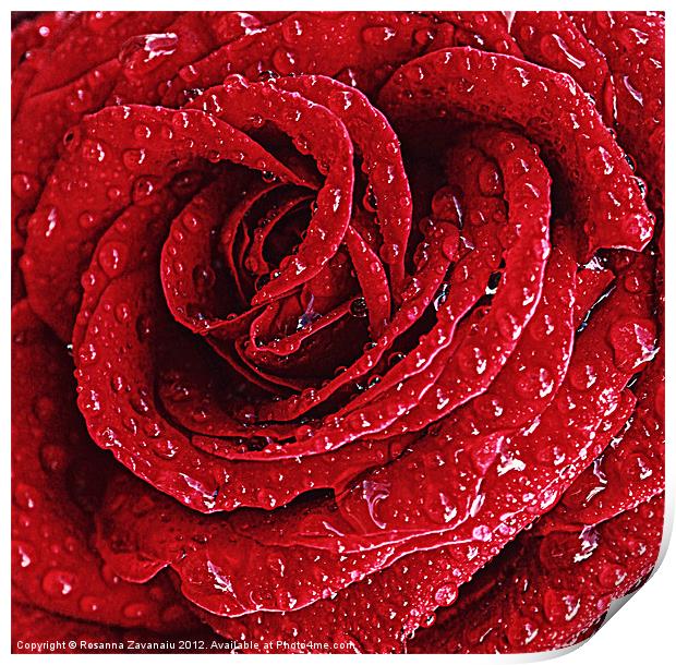 Red Rose Raindrops. Print by Rosanna Zavanaiu