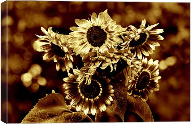 Giant Sunflowers Canvas Print by Kathleen Stephens