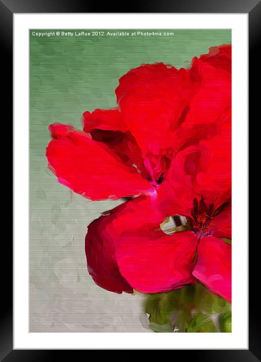 Red Geranium Framed Mounted Print by Betty LaRue