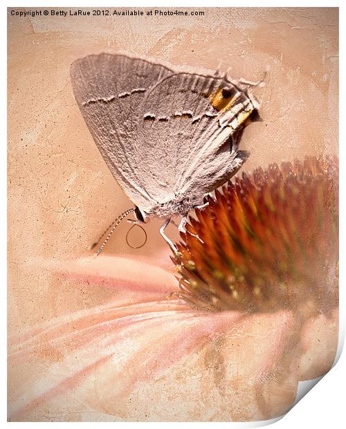 Gray Hairstreak Butterfly Print by Betty LaRue