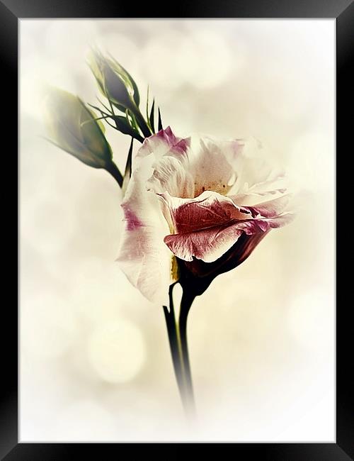 Lovely Lisianthus Framed Print by Aj’s Images