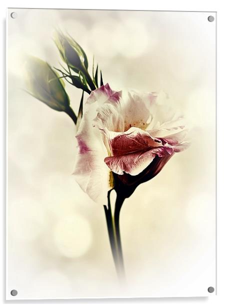 Lovely Lisianthus Acrylic by Aj’s Images