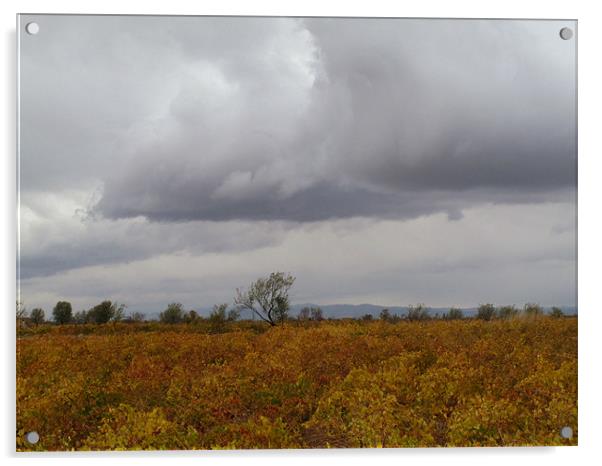 Vineyard in Autumn Acrylic by Shervin Moshiri