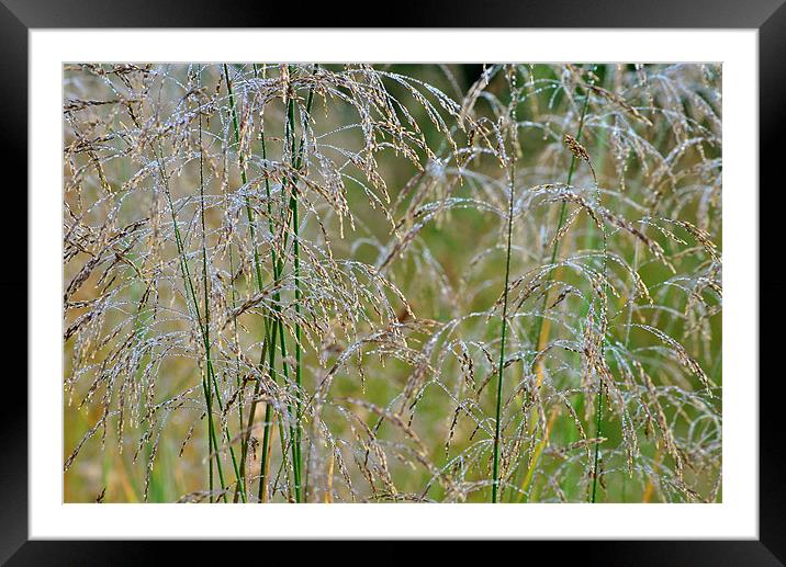Summer Dew Framed Mounted Print by graham young