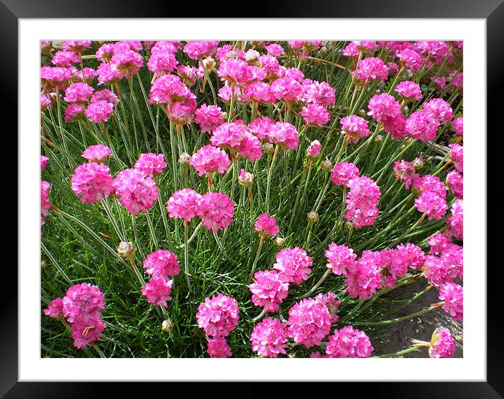pink flowers. Framed Mounted Print by ann  fellows