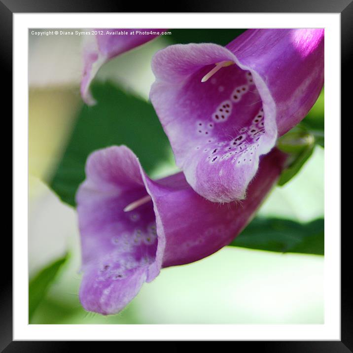 Violet Trumpets Framed Mounted Print by Diana Symes