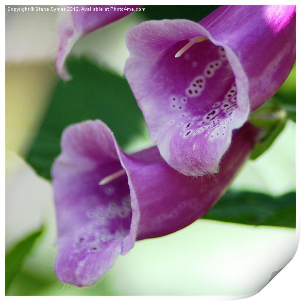 Violet Trumpets Print by Diana Symes
