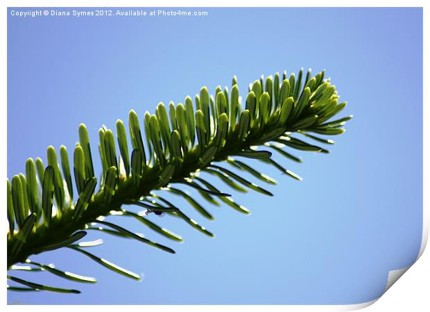 Pine needles in the Sky Print by Diana Symes