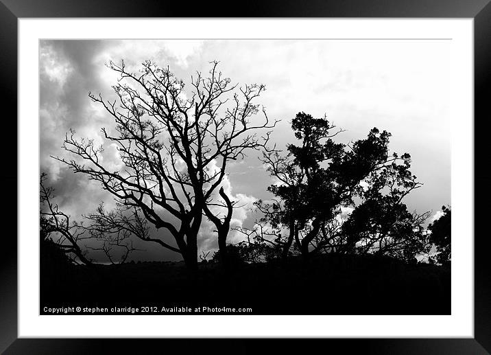 Black and white tree silhouette Framed Mounted Print by stephen clarridge