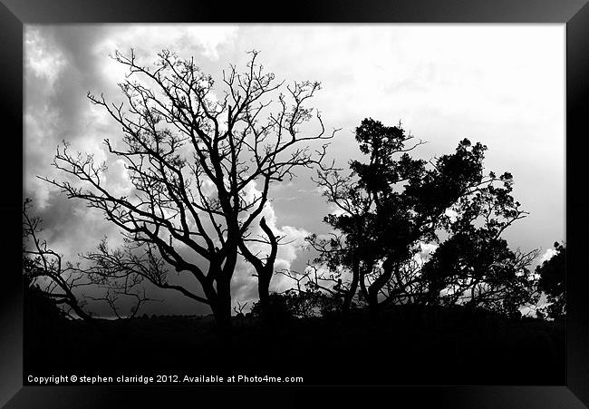 Black and white tree silhouette Framed Print by stephen clarridge