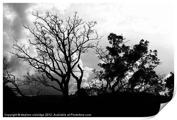 Black and white tree silhouette Print by stephen clarridge