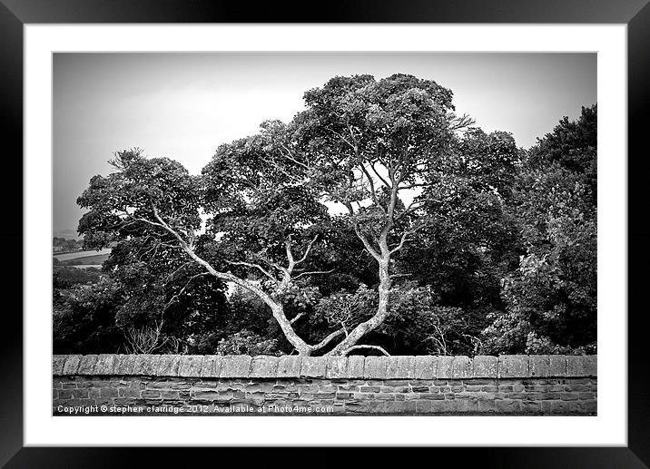 Trees behind the wall Framed Mounted Print by stephen clarridge