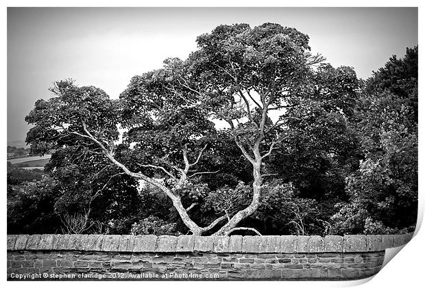 Trees behind the wall Print by stephen clarridge