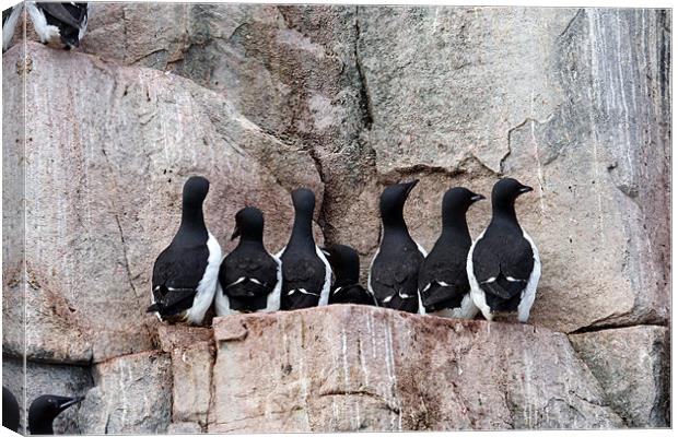 Guillemots Canvas Print by Gail Johnson