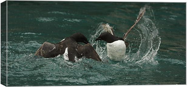 Guillemots fighting Canvas Print by Gail Johnson