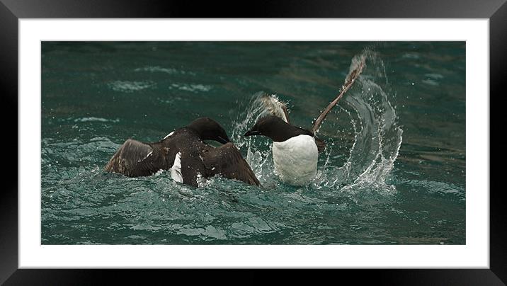 Guillemots fighting Framed Mounted Print by Gail Johnson