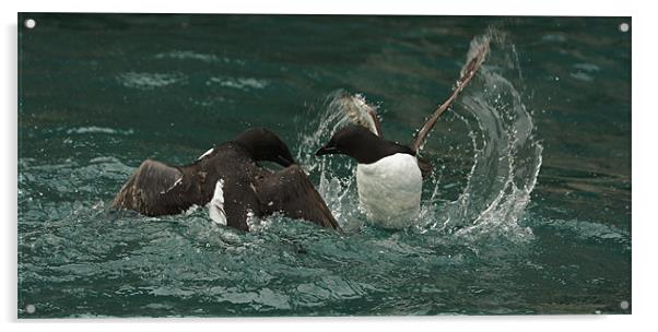 Guillemots fighting Acrylic by Gail Johnson