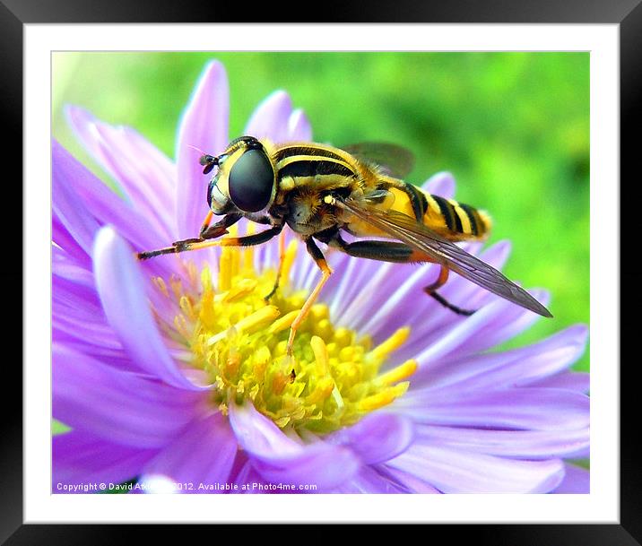 HOVERFLY Framed Mounted Print by David Atkinson