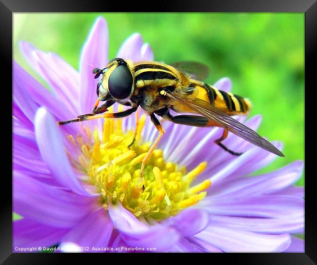 HOVERFLY Framed Print by David Atkinson