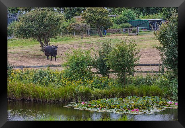 Buffalo Framed Print by Dawn O'Connor