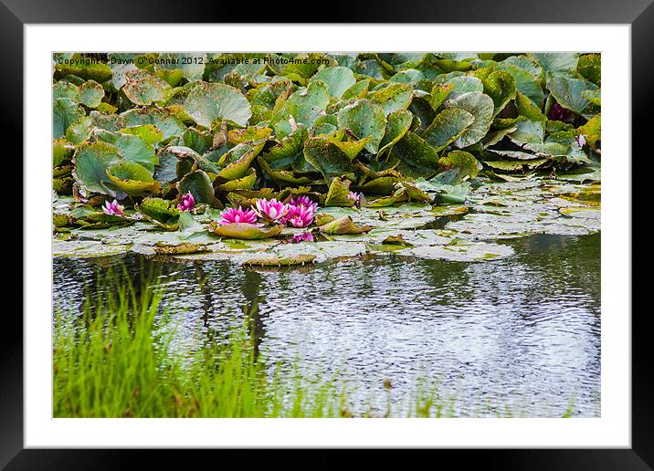 Water Lily Framed Mounted Print by Dawn O'Connor
