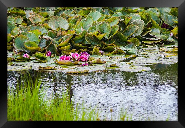 Water Lily Framed Print by Dawn O'Connor
