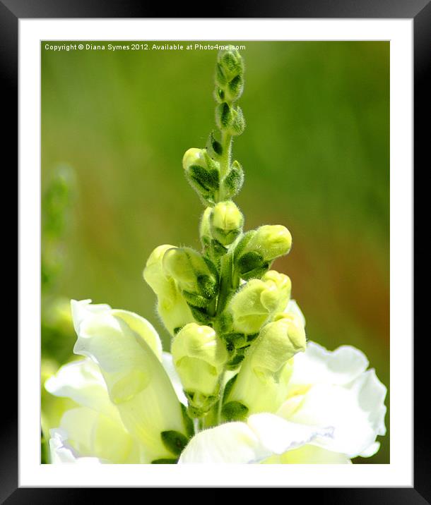 Snap Dragons almost open Framed Mounted Print by Diana Symes