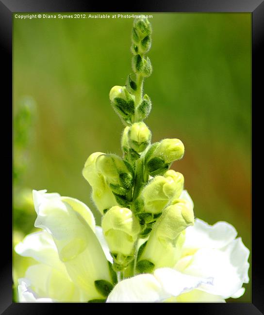 Snap Dragons almost open Framed Print by Diana Symes