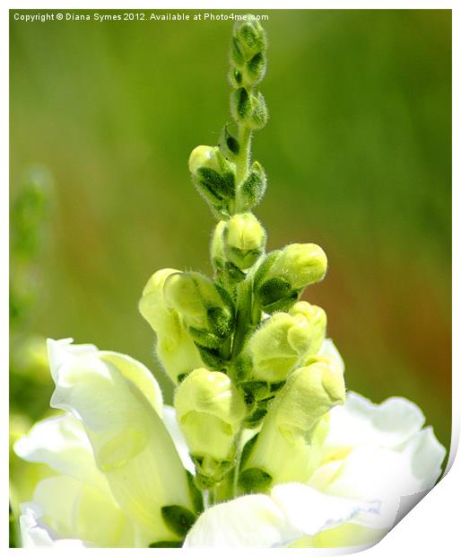Snap Dragons almost open Print by Diana Symes