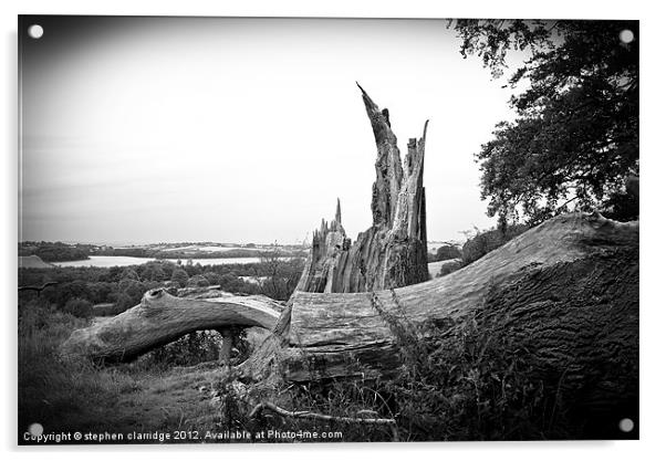 dead tree Acrylic by stephen clarridge