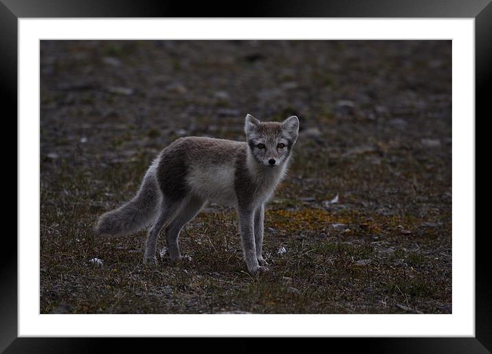Arctic Fox Framed Mounted Print by Gail Johnson