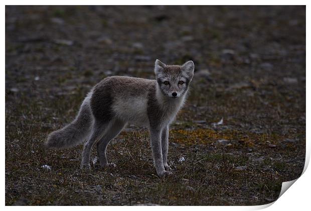 Arctic Fox Print by Gail Johnson