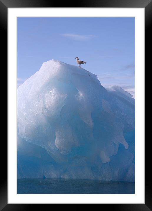 Skua on a Glacier Framed Mounted Print by Gail Johnson