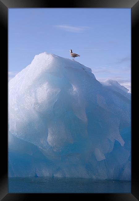 Skua on a Glacier Framed Print by Gail Johnson