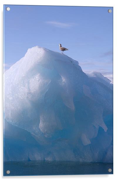 Skua on a Glacier Acrylic by Gail Johnson